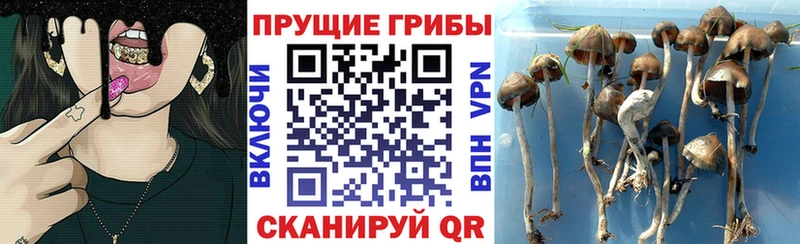 Галлюциногенные грибы мицелий  Купить где  Подпорожье 